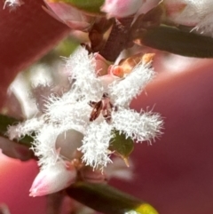 Styphelia ericoides (Pink Beard-Heath) at Budderoo, NSW - 6 Sep 2024 by lbradley