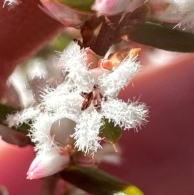 Styphelia ericoides (Pink Beard-Heath) at Budderoo, NSW - 6 Sep 2024 by lbradley