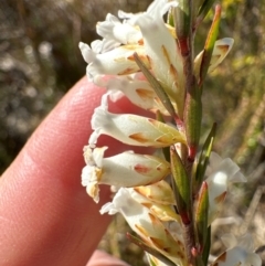 Epacris obtusifolia (Blunt-leaf Heath) at Budderoo, NSW - 6 Sep 2024 by lbradley