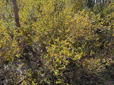 Bossiaea kiamensis at Budderoo, NSW - 6 Sep 2024 by lbradley