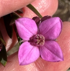 Boronia barkeriana (Barker's Boronia) at Budderoo, NSW - 6 Sep 2024 by lbradley