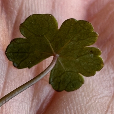 Hydrocotyle sibthorpioides (A Pennywort) at Budderoo, NSW - 6 Sep 2024 by lbradley