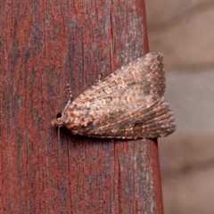 Hypoperigea tonsa (A noctuid moth) at Harrison, ACT - 5 Sep 2024 by DPRees125