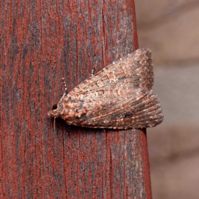 Hypoperigea tonsa (A Noctuid moth (Acronictinae) at Harrison, ACT - 5 Sep 2024 by DPRees125