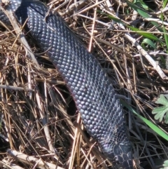 Pseudechis porphyriacus (Red-bellied Black Snake) at Denman Prospect, ACT - 6 Sep 2024 by atticus