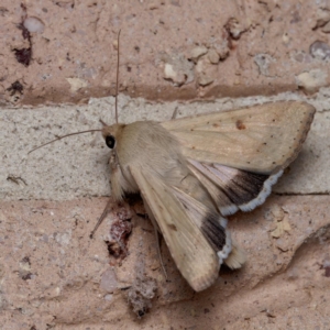 Helicoverpa punctigera at Harrison, ACT - 5 Sep 2024