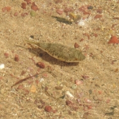 Tetractenos hamiltoni at Wellington Point, QLD - 20 Aug 2024 by Gaylesp8