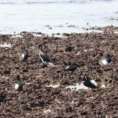 Haematopus longirostris (Australian Pied Oystercatcher) at Wellington Point, QLD - 20 Aug 2024 by Gaylesp8