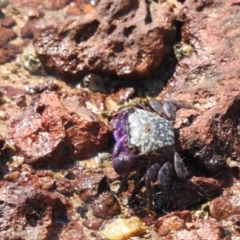 Unverified Crab at Wellington Point, QLD - 20 Aug 2024 by Gaylesp8
