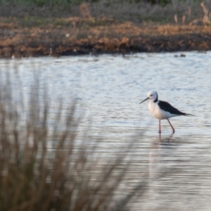 Himantopus leucocephalus at Fyshwick, ACT - 6 Sep 2024 06:37 AM