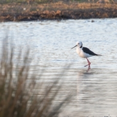 Himantopus leucocephalus at Fyshwick, ACT - 6 Sep 2024