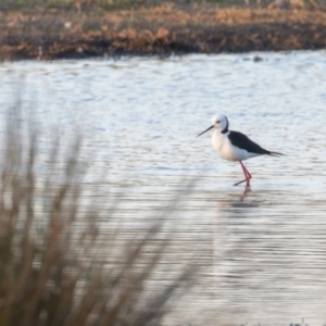 Himantopus leucocephalus at Fyshwick, ACT - 6 Sep 2024