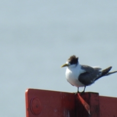 Thalasseus bergii (Crested Tern) at Wellington Point, QLD - 20 Aug 2024 by Gaylesp8