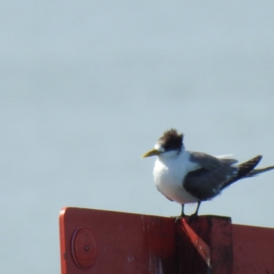 Thalasseus bergii (Crested Tern) at Wellington Point, QLD - 20 Aug 2024 by Gaylesp8