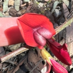 Kennedia rubicunda (Dusky Coral Pea) at Budderoo, NSW - 6 Sep 2024 by lbradley