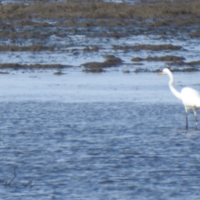 Ardea alba (Great Egret) at Lota, QLD - 20 Aug 2024 by Gaylesp8