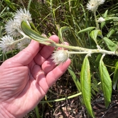 Coronidium elatum (White Everlasting Daisy) at Budderoo, NSW - 6 Sep 2024 by lbradley