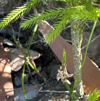 Pseudolycopodium densum (Bushy Club Moss) at Budderoo, NSW - 6 Sep 2024 by lbradley