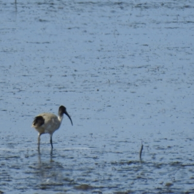 Threskiornis molucca (Australian White Ibis) at Lota, QLD - 20 Aug 2024 by Gaylesp8