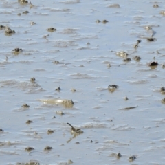 Oxudercinae (subfamily) (Mudskipper) at Lota, QLD - 20 Aug 2024 by Gaylesp8