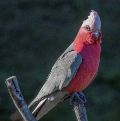 Eolophus roseicapilla (Galah) at Bundaberg North, QLD - 16 Jun 2024 by Petesteamer