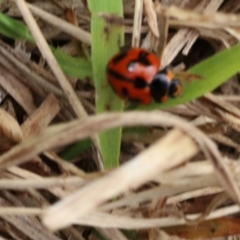 Coccinella transversalis (Transverse Ladybird) at Lyons, ACT - 6 Sep 2024 by ran452