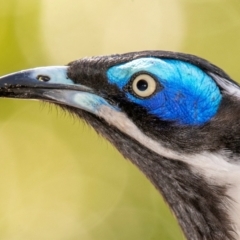 Entomyzon cyanotis (Blue-faced Honeyeater) at Bundaberg Central, QLD - 20 Jun 2024 by Petesteamer