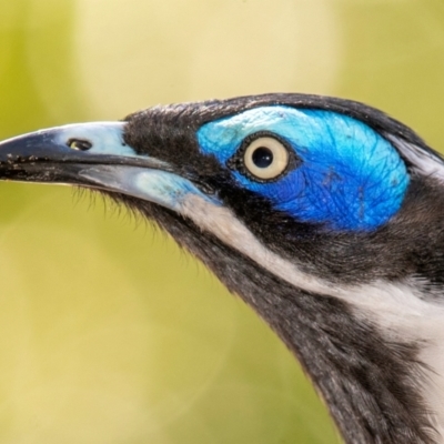 Entomyzon cyanotis (Blue-faced Honeyeater) at Bundaberg Central, QLD - 20 Jun 2024 by Petesteamer