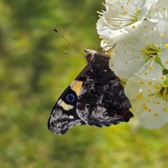 Vanessa itea (Yellow Admiral) at Braidwood, NSW - 6 Sep 2024 by MatthewFrawley