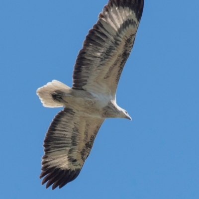 Haliaeetus leucogaster (White-bellied Sea-Eagle) at Bundaberg North, QLD - 20 Jun 2024 by Petesteamer