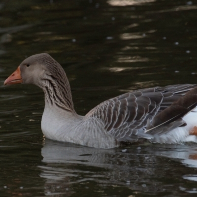 Anser anser (Greylag Goose (Domestic type)) at Bundaberg North, QLD - 24 Jun 2024 by Petesteamer