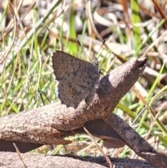 Paralucia crosbyi (Violet Copper Butterfly) at Captains Flat, NSW - 6 Sep 2024 by Csteele4