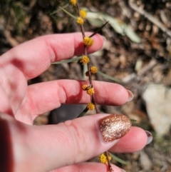 Acacia siculiformis (Dagger Wattle) at Captains Flat, NSW - 6 Sep 2024 by Csteele4