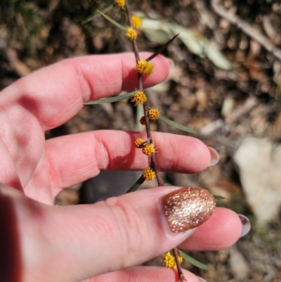 Acacia siculiformis (Dagger Wattle) at Captains Flat, NSW - 6 Sep 2024 by Csteele4