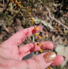 Acacia siculiformis at Captains Flat, NSW - 6 Sep 2024 11:12 AM