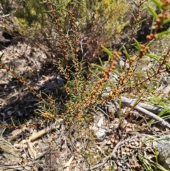 Acacia siculiformis at Captains Flat, NSW - 6 Sep 2024 11:12 AM