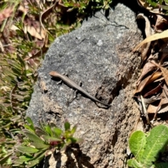 Lampropholis guichenoti (Common Garden Skink) at Aranda, ACT - 5 Sep 2024 by KMcCue