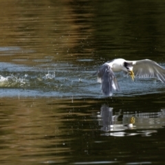 Thalasseus bergii (Crested Tern) at Bundaberg North, QLD - 24 Jun 2024 by Petesteamer