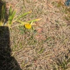 Eurema smilax at Holder, ACT - 6 Sep 2024 01:52 PM