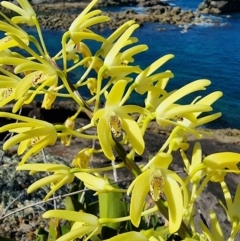 Dendrobium speciosum var. speciosum (Sydney Rock Orchid) at Tathra, NSW - 6 Sep 2024 by MattYoung