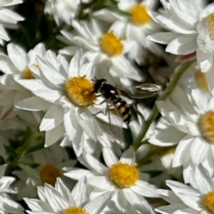 Melangyna viridiceps (Hover fly) at Aranda, ACT - 5 Sep 2024 by KMcCue