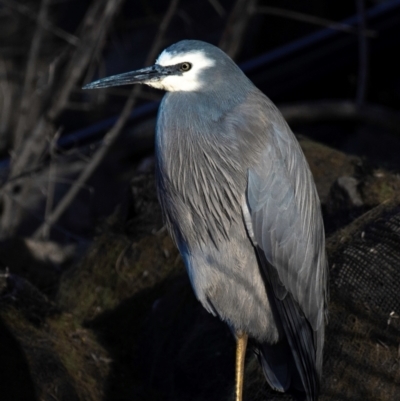 Egretta novaehollandiae (White-faced Heron) at Bundaberg North, QLD - 24 Jun 2024 by Petesteamer