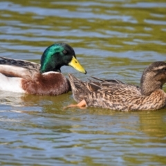 Anas platyrhynchos (Mallard (Domestic Type)) at Bundaberg North, QLD - 18 Jul 2024 by Petesteamer