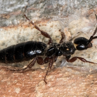 Thynninae (subfamily) (Smooth flower wasp) at Fraser, ACT - 4 Sep 2024 by kasiaaus