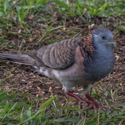 Geopelia humeralis (Bar-shouldered Dove) at Bundaberg North, QLD - 1 Jul 2024 by Petesteamer