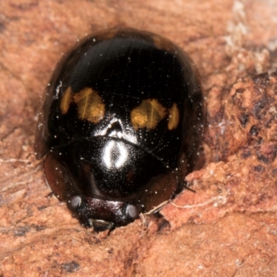 Paropsisterna nigerrima (Leaf beetle, Button beetle) at Fraser, ACT - 4 Sep 2024 by kasiaaus