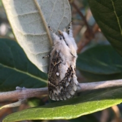 Porela delineata (Lined Porela) at Waramanga, ACT - 6 Sep 2024 by LOz