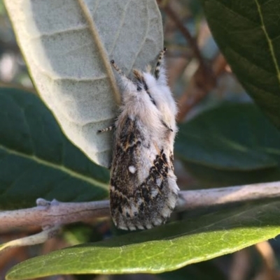 Porela delineata (Lined Porela) at Waramanga, ACT - 6 Sep 2024 by LOz