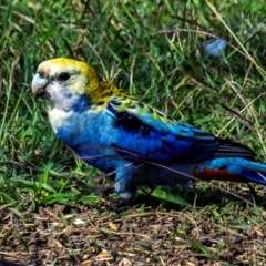 Platycercus adscitus at Bundaberg North, QLD - 1 Jul 2024 01:07 PM