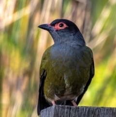 Sphecotheres vieilloti (Australasian Figbird) at Bundaberg North, QLD - 5 Jul 2024 by Petesteamer